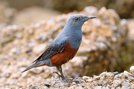 oiseau
